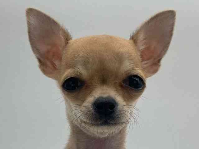 島根県のチワワ(スムース) (ひごペットフレンドリーイオンモール出雲店/2025年9月6日生まれ/女の子/レッド)の子犬の1枚目の画像