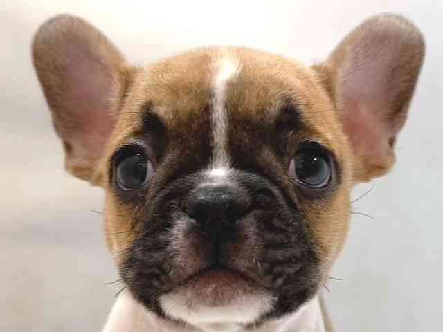 大阪府のフレンチブルドッグ (ひごペットフレンドリー堺プラットプラット店/2025年9月6日生まれ/男の子/ホワイトフォーン)の子犬