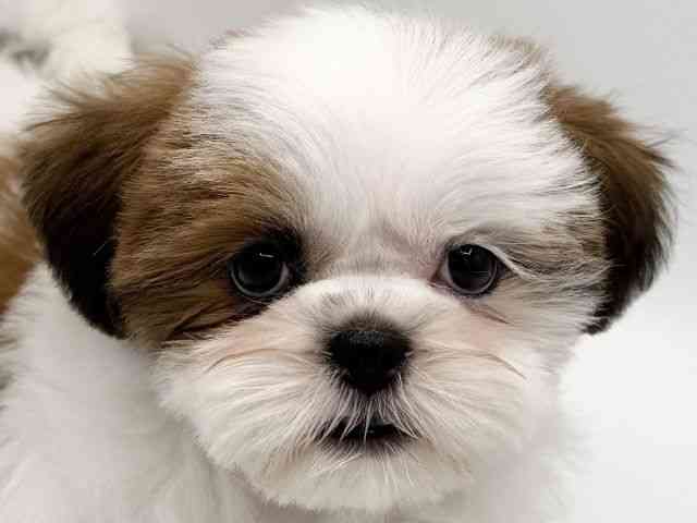 大阪府のシーズー (ひごペットフレンドリーみのおキューズモール店/2025年9月8日生まれ/女の子/ホワイトゴールド)の子犬の1枚目の画像