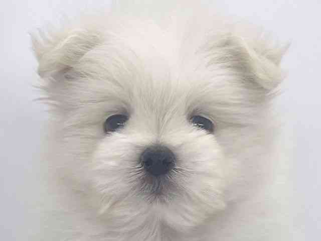 兵庫県のポメマル/マルポメ(ポメラニアン×マルチーズ) (ひごペットフレンドリーイオンタウン加古川店/2025年9月6日生まれ/男の子/ホワイト)の子犬