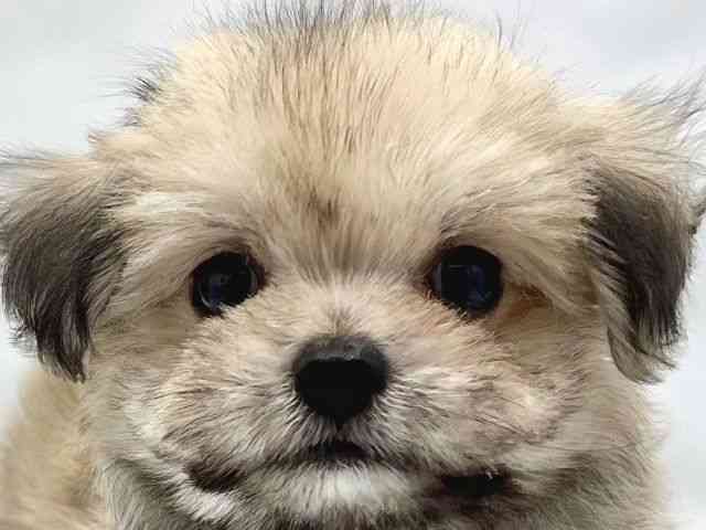 大阪府のチワマル/マルチワ(チワワ×マルチーズ) (ひごペットフレンドリーイトーヨーカドー津久野店/2025年9月6日生まれ/男の子/フォーン)の子犬の1枚目の画像