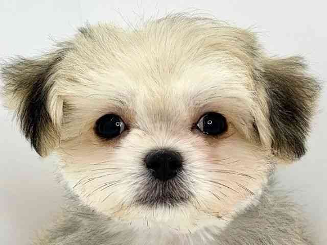 大阪府のチワマル/マルチワ(チワワ×マルチーズ) (ひごペットフレンドリーいこらもーる泉佐野店/2025年9月6日生まれ/男の子/フォーン)の子犬の1枚目の画像