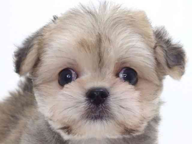 大阪府のチワマル/マルチワ(チワワ×マルチーズ) (ひごペットフレンドリーいこらもーる泉佐野店/2025年9月6日生まれ/男の子/フォーン)の子犬の1枚目の画像