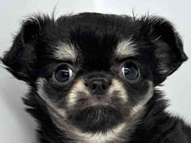 大阪府のチワワ(ロング) (ひごペットフレンドリーセブンパーク天美店/2025年9月9日生まれ/女の子/ブラックタン)の子犬の1枚目の画像