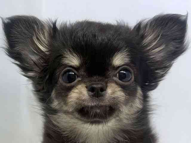 大阪府のチワワ(ロング) (ひごペットフレンドリーセブンパーク天美店/2025年9月9日生まれ/女の子/ブラックタン)の子犬の1枚目の画像