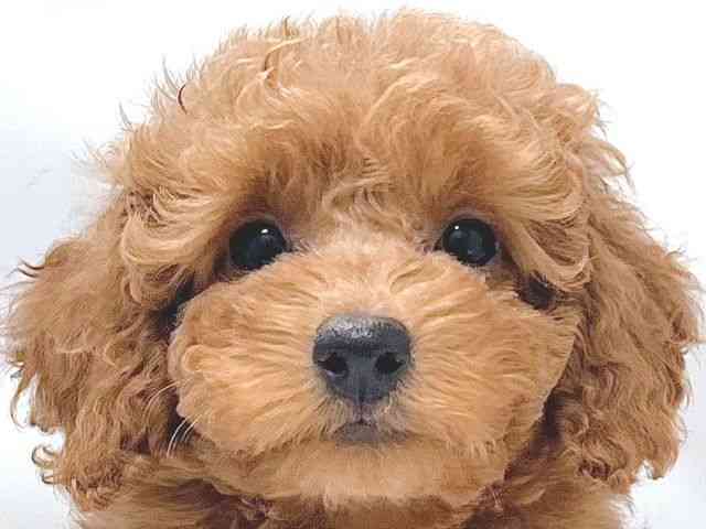 大阪府のトイプードル(トイ) (ひごペットフレンドリー堺プラットプラット店/2025年9月7日生まれ/女の子/レッド)の子犬の1枚目の画像