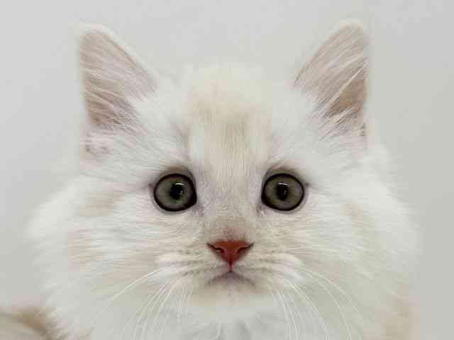 大阪府のミヌエット (ひごペットフレンドリーくずはモール店/2025年9月10日生まれ/女の子/クリームタビーホワイト)の子猫の1枚目の画像