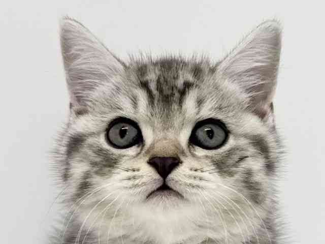 大阪府のブリティッシュショートヘアー (ひごペットフレンドリーくずはモール店/2025年9月10日生まれ/男の子/ブルーマッカレルタビー)の子猫の1枚目の画像