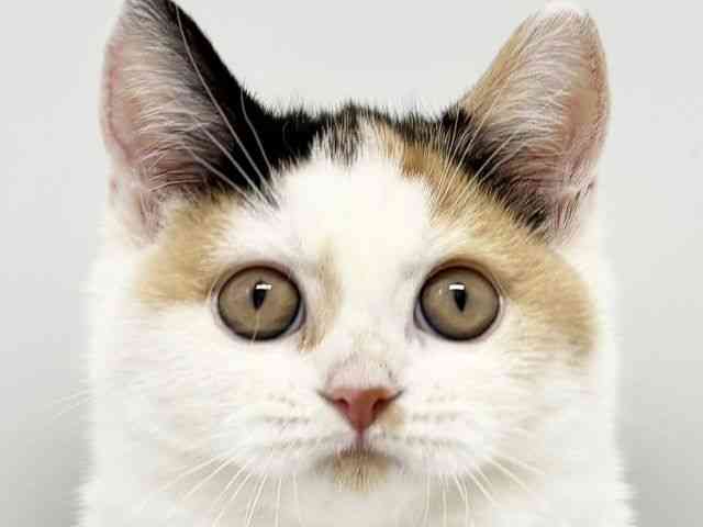 大阪府のブリティッシュショートヘアー (ひごペットフレンドリーイオンタウン豊中庄内店/2025年8月12日生まれ/女の子/キャリコ)の子猫の1枚目の画像