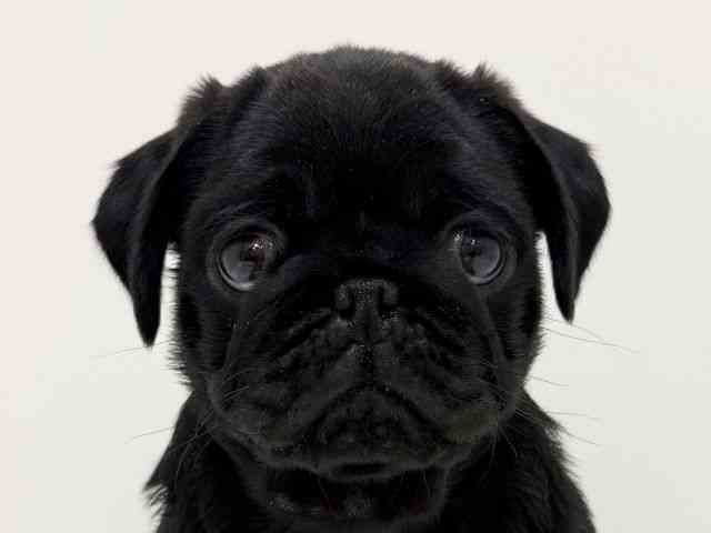 大阪府のパグ (ひごペットフレンドリーくずはモール店/2025年9月9日生まれ/男の子/ブラック)の子犬の1枚目の画像