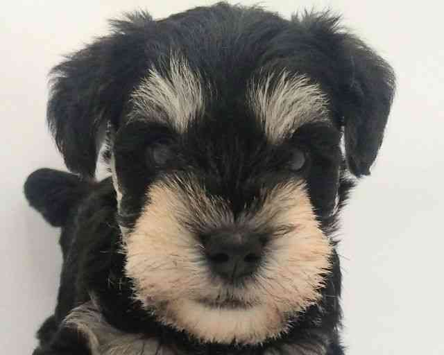 兵庫県のミニチュアシュナウザー (ひごペットフレンドリークラウンパーク伊丹店/2025年8月8日生まれ/男の子/ブラックシルバー)の子犬の1枚目の画像