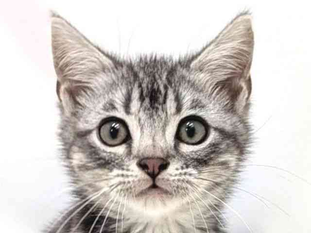 広島県のアメリカンショートヘアー (ひごペットフレンドリーゆめタウン廿日市店/2025年9月10日生まれ/男の子/ブルータビー)の子猫の1枚目の画像