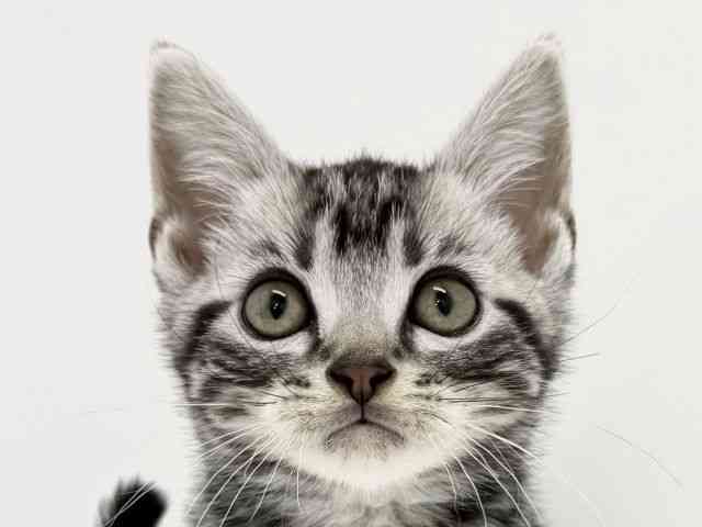 大阪府のアメリカンショートヘアー (ひごペットフレンドリーくずはモール店/2025年9月11日生まれ/男の子/シルバークラシックタビー)の子猫の1枚目の画像