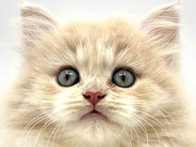 兵庫県のノルウェージャンフォレストキャット (ひごペットフレンドリークラウンパーク伊丹店/2025年9月7日生まれ/男の子/クリームタビー)の子猫の1枚目の画像