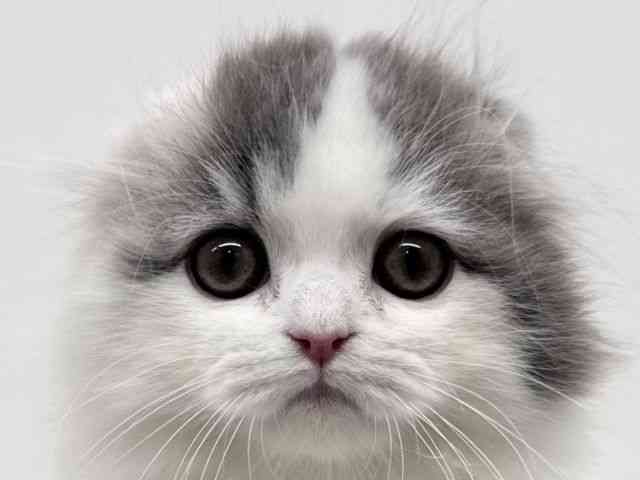 兵庫県のスコティッシュフォールド (ひごペットフレンドリーブルメールHAT神戸店/2025年9月13日生まれ/男の子/ブルータビーホワイトバン)の子猫の1枚目の画像