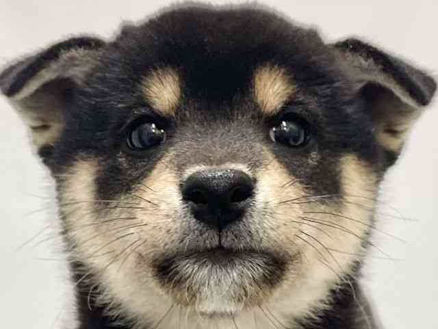 高知県の柴犬(標準サイズ) (ひごペットフレンドリーイオンモール高知店/2025年9月5日生まれ/女の子/黒)の子犬