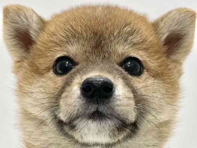 高知県の柴犬(標準サイズ) (ひごペットフレンドリーイオンモール高知店/2025年9月13日生まれ/男の子/赤)の子犬の1枚目の画像