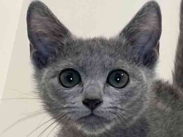 兵庫県のロシアンブルー (ひごペットフレンドリーイトーヨーカドー明石店/2025年9月13日生まれ/女の子/ブルー)の子猫の1枚目の画像