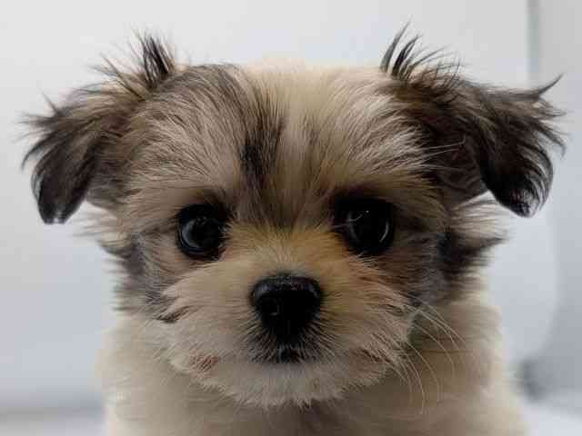 香川県のハーフ犬・ミックス犬 (ひごペットフレンドリーゆめタウン高松店/2025年9月14日生まれ/女の子/パーティーカラー)の子犬の1枚目の画像