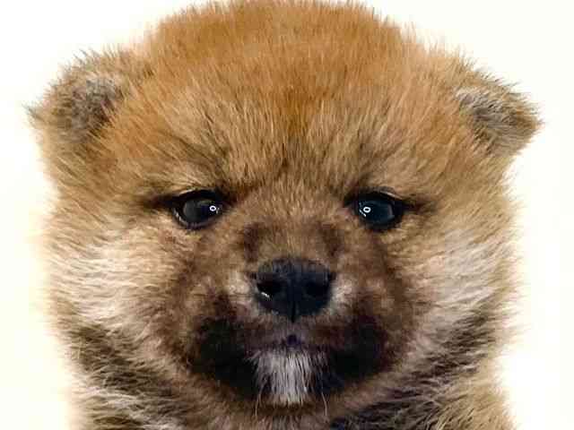 兵庫県の柴犬(標準サイズ) (ひごペットフレンドリーイトーヨーカドー明石店/2025年9月13日生まれ/男の子/赤)の子犬