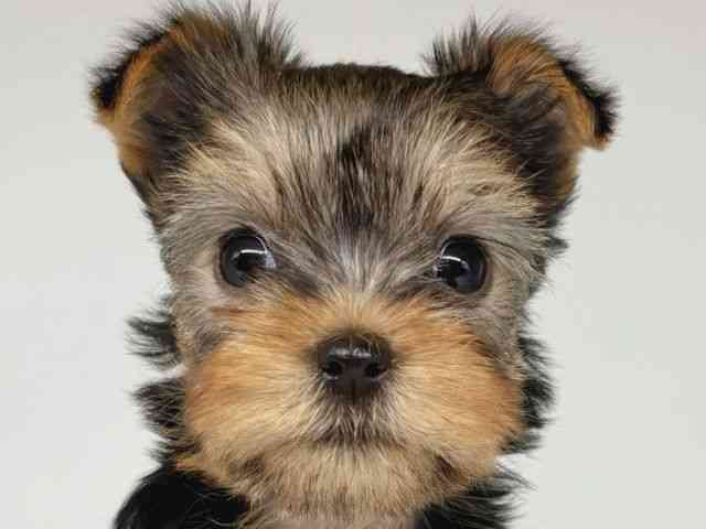 大阪府のヨークシャーテリア (ひごペットフレンドリー瓜破店/2025年9月13日生まれ/女の子/スチールブルータン)の子犬