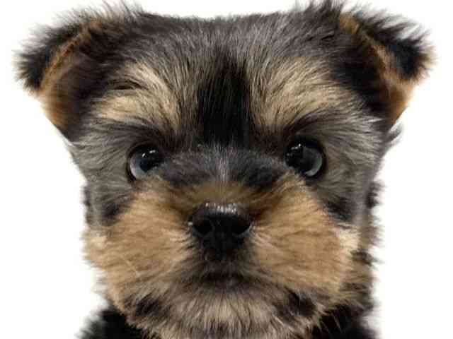 大阪府のヨークシャーテリア (ひごペットフレンドリーイオン高槻店/2025年9月13日生まれ/女の子/スチールブルータン)の子犬