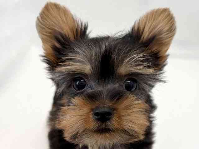 京都府のヨークシャーテリア (ひごペットフレンドリー京都店/2025年9月13日生まれ/男の子/スチールブルータン)の子犬の1枚目の画像