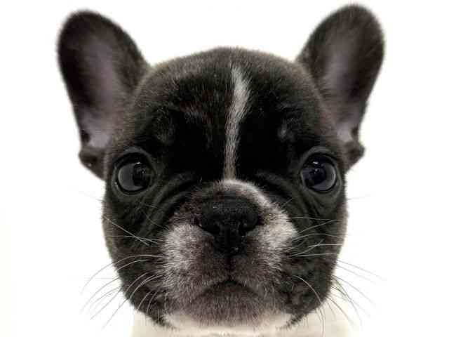 大阪府のフレンチブルドッグ (ひごペットフレンドリーくずはモール店/2025年9月11日生まれ/男の子/パイド)の子犬