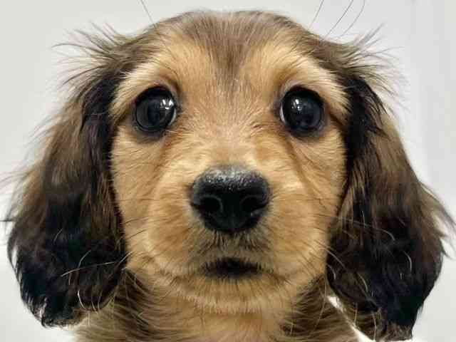 高知県のミニチュアダックスフンド(ロング) (ひごペットフレンドリーイオンモール高知店/2025年9月8日生まれ/女の子/レッド)の子犬の1枚目の画像