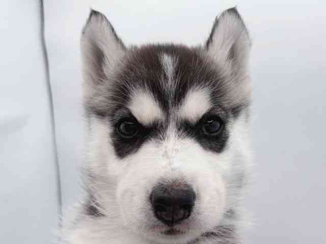 島根県のシベリアンハスキー (ひごペットフレンドリーイオン松江ショッピングセンター店/2025年9月10日生まれ/男の子/ブラックホワイト)の子犬