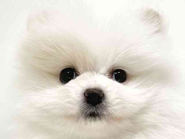 福岡県のポメラニアン (ひごペットフレンドリーリバーウォーク北九州店/2025年9月11日生まれ/女の子/クリーム)の子犬の1枚目の画像