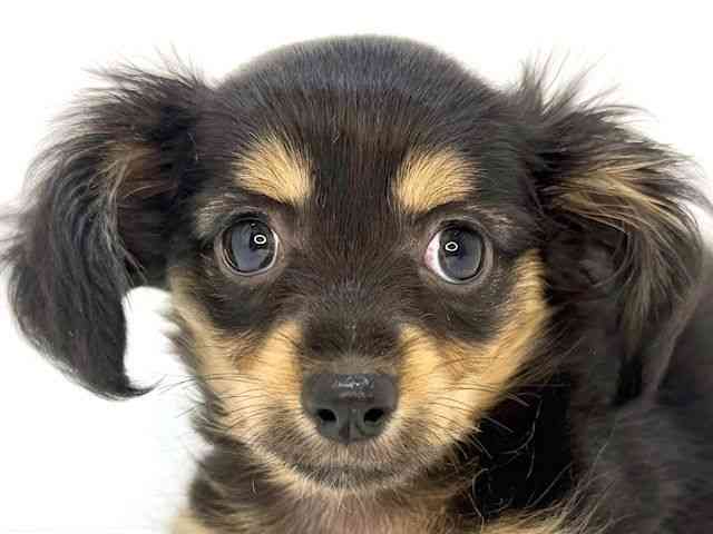 大阪府のチワックス(チワワ×ダックス) (ひごペットフレンドリーいこらもーる泉佐野店/2025年9月13日生まれ/女の子/ブラックタン)の子犬の1枚目の画像