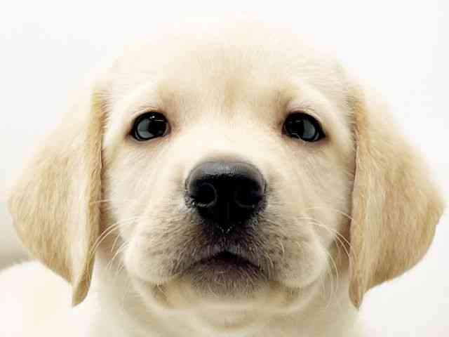 兵庫県のラブラドールレトリーバー (ひごペットフレンドリーコロワ甲子園店/2025年9月13日生まれ/男の子/イエロー)の子犬