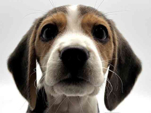 大阪府のビーグル (ひごペットフレンドリーみのおキューズモール店/2025年9月13日生まれ/女の子/ブラックホワイトタン)の子犬の1枚目の画像