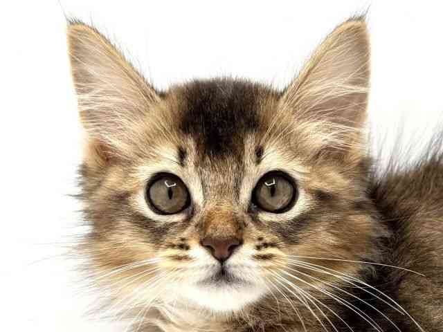 大阪府のソマリ (ひごペットフレンドリーみのおキューズモール店/2025年9月13日生まれ/男の子/ルディ)の子猫の1枚目の画像