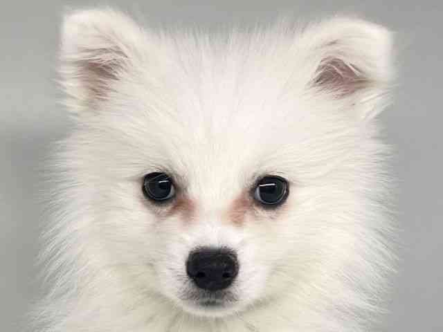 徳島県の日本スピッツ (ひごペットフレンドリーゆめタウン徳島店/2025年9月13日生まれ/女の子/ホワイト)の子犬の1枚目の画像