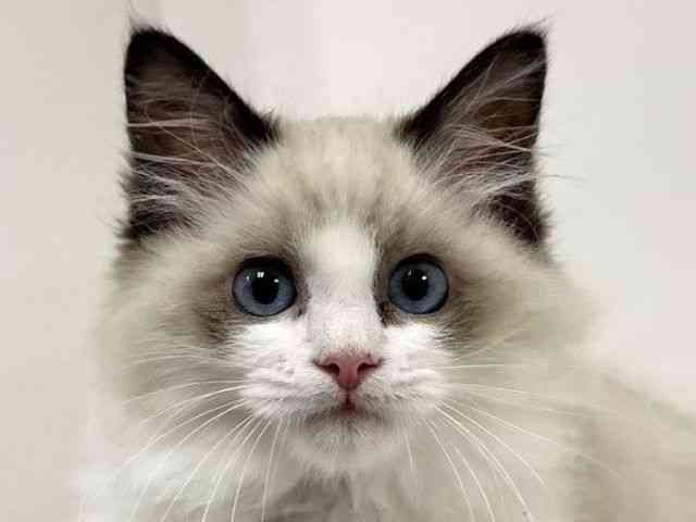 愛知県のラグドール (ひごペットフレンドリーイトーヨーカドー知多店/2025年9月13日生まれ/男の子/シールポイントバイカラー)の子猫の1枚目の画像