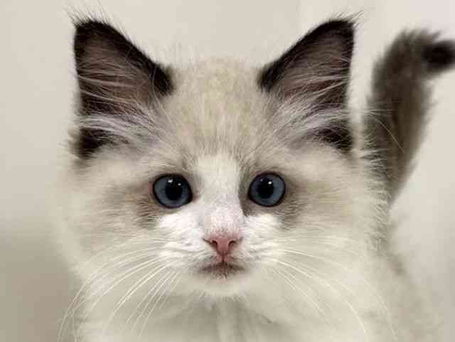 愛知県のラグドール (ひごペットフレンドリーイトーヨーカドー知多店/2025年9月13日生まれ/男の子/シールポイントバイカラー)の子猫の1枚目の画像