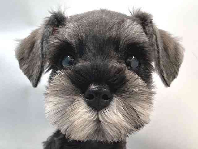 大阪府のミニチュアシュナウザー (ひごペットフレンドリー堺プラットプラット店/2025年9月11日生まれ/女の子/ソルトペッパー)の子犬