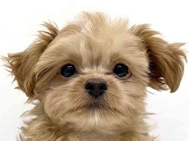 兵庫県のチワプー/プーチー(チワワ×プードル) (ひごペットフレンドリーブルメールHAT神戸店/2025年9月13日生まれ/男の子/レッドホワイト)の子犬の1枚目の画像