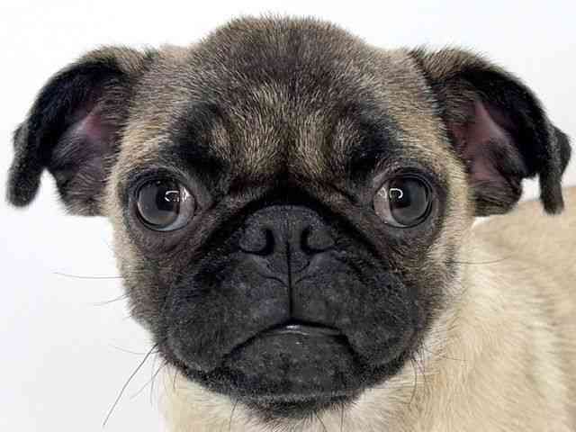 大阪府のパグ (ひごペットフレンドリーいこらもーる泉佐野店/2025年9月12日生まれ/女の子/フォーン)の子犬の1枚目の画像