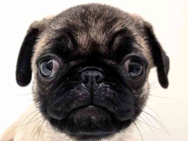 福岡県のパグ (ひごペットフレンドリーリバーウォーク北九州店/2025年9月12日生まれ/女の子/フォーン)の子犬の1枚目の画像