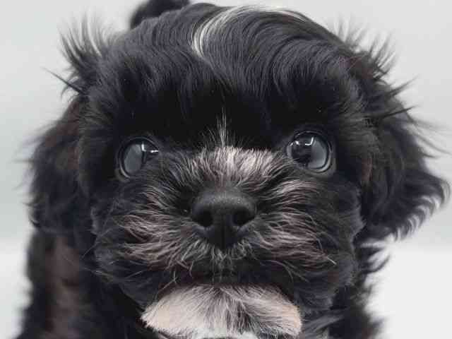 島根県のプーズー/プーシーズ(プードル×シーズー) (ひごペットフレンドリーイオン松江ショッピングセンター店/2025年9月10日生まれ/女の子/ブラック)の子犬