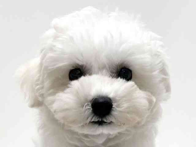 愛知県のハーフ犬・ミックス犬 (ひごペットフレンドリーららぽーと名古屋みなとアクルス店/2025年9月14日生まれ/女の子/ホワイト)の子犬の1枚目の画像