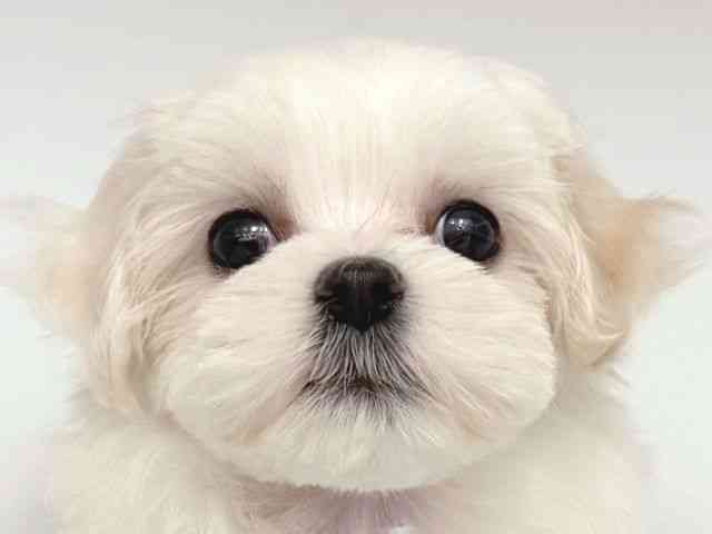 大阪府のマルチーズ (ひごペットフレンドリー岸和田店/2025年9月13日生まれ/女の子/ホワイト)の子犬の1枚目の画像