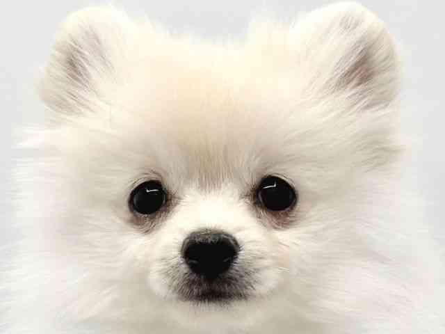 大阪府のポメラニアン (ひごペットフレンドリーイトーヨーカドー津久野店/2025年9月13日生まれ/男の子/クリーム)の子犬の1枚目の画像