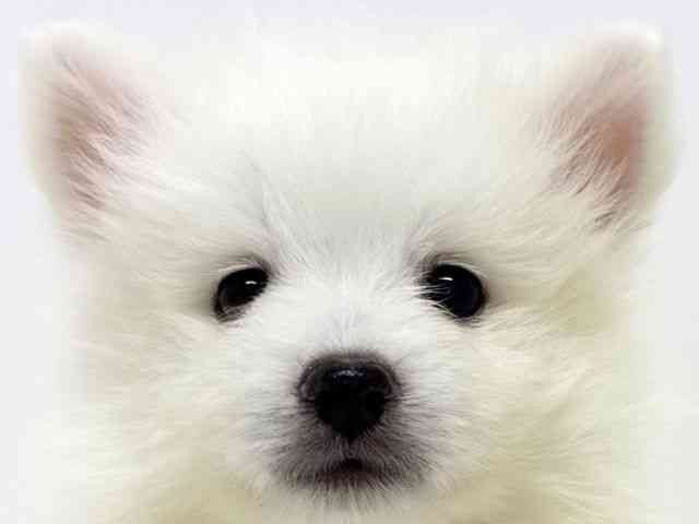 京都府の日本スピッツ (ひごペットフレンドリー洛北阪急スクエア店/2025年9月14日生まれ/男の子/ホワイト)の子犬