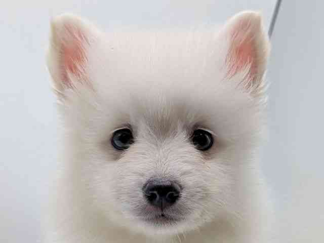 香川県の日本スピッツ (ひごペットフレンドリーゆめタウン高松店/2025年9月14日生まれ/男の子/ホワイト)の子犬