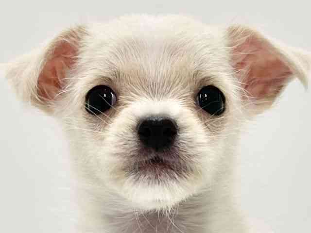 高知県のチワマル/マルチワ(チワワ×マルチーズ) (ひごペットフレンドリーイオンモール高知店/2025年9月14日生まれ/女の子/ホワイト)の子犬の1枚目の画像