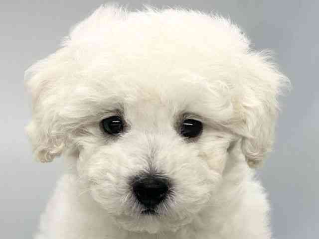 徳島県のハーフ犬・ミックス犬 (ひごペットフレンドリーゆめタウン徳島店/2025年9月13日生まれ/男の子/クリーム)の子犬の1枚目の画像